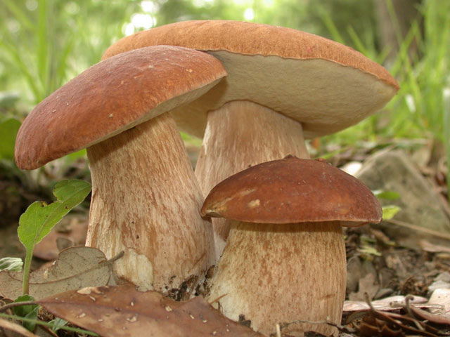 Диворастяща гъба Манатарка - дъбова манатарка Boletus Reticulatus